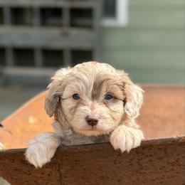 Rooster - Brown merle male Aussiedoodle puppy in Fairmount, Georgia from Muscadine Meadows Farm