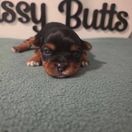 Ella - Black and tan female Yorkshire Terrier puppy in Clermont, Florida from Bella's Prissy Butts