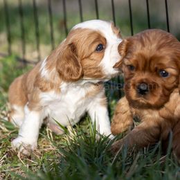 Cavalier King Charles Spaniel puppies from Valley Cavaliers