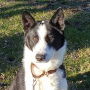Canaan Dogs from River Rock