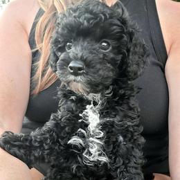 Theodore - Black and white male Cavapoo puppy in West Bountiful, Utah from Kings Peak kennel