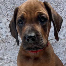 Red collar - Rd whtn blk nose male Rhodesian Ridgeback puppy in Aubrey, Texas from Bushveld Rhodesian Ridgebacks