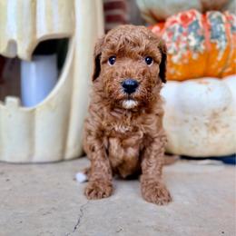 Girl 4 - Red  female Goldendoodle puppy in Philadelphia, Mississippi from Oakie Doodles