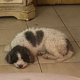 Rolo - Lagotto Romagnolo