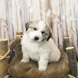 Red Collar (Kersey) - White Great Pyrenees puppy in Colorado from EverestSnow Pyrenees
