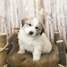 Red Collar (Kersey) - White Great Pyrenees puppy in Colorado from EverestSnow Pyrenees