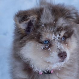 Pomskies from Blue Road Pomskies