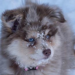 Pomskies from Blue Road Pomskies