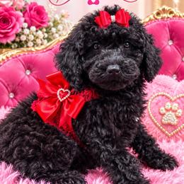Tiara - Black female Goldendoodle puppy in Cooper City, Florida from Jenny La Bone