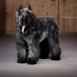 Bouvier des Flandres from Rebellious Bouvier