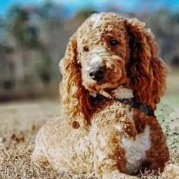 Toby - Poodle