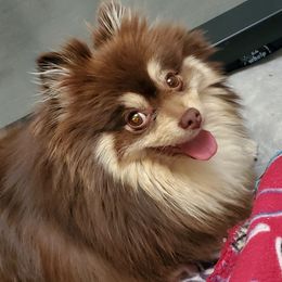 Persephone  - Pomeranian