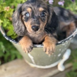 Daisy - Dapple female Dachshund puppy in Moses Lake, Washington from Evergreendox Dachshunds