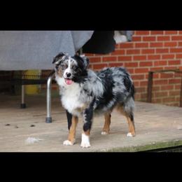 Dakota - Australian Shepherd