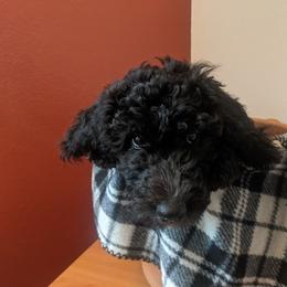 Goldendoodle Puppies from Dream Lake Doodles