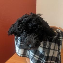 Goldendoodle Puppies from Dream Lake Doodles
