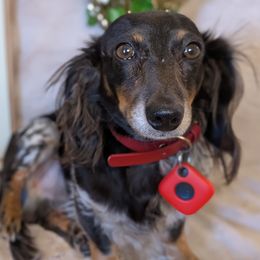 Dachshund All Grown Up from Megan ROUECHE