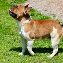 Derringer - French Bulldog