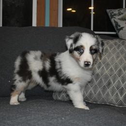 Alkaline - Blue merle male Australian Shepherd puppy in Altmar, New York from E&C Australian Shepherds