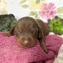 Atticus AKC - Chocolate and tan male Dachshund puppy in Hendersonville, North Carolina from Snarky Doxy Miniature Dachshunds