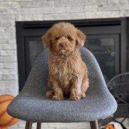Mary - Red  female Goldendoodle puppy in St George, Utah from Doodle Bears of Southern Utah