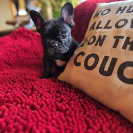 Boy 2 - male French Bulldog puppy in Crane, Missouri from James River French Bulldogs