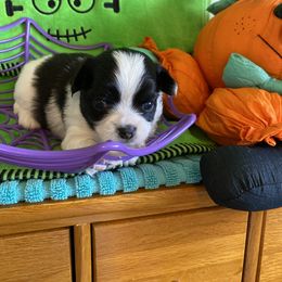 Kirk - Black and white male Chihuahua puppy in Red Bluff, California from Aye Chihuahua