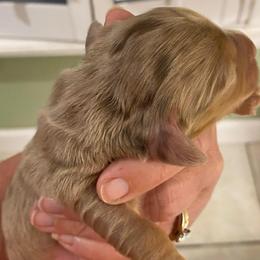 Kerry - Dapple male Dachshund puppy in Lake Mary, Florida from Lakeside Doxies