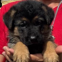Abba - Black and red female German Shepherd puppy in Weston, Florida from Vom Bethel European German Shepherds