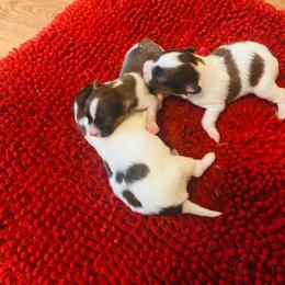 Not yet named - White and sable male Papillon puppy in Derry, New Hampshire from A Circle Of Love Papillons
