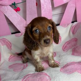 Susie - Piebald female Dachshund puppy in Lake City, Florida from My Ditzy Doxies of Florida