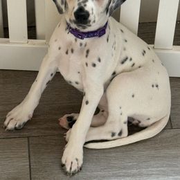 Little Dot - White and black female Dalmatian puppy in Fontana, California from Maldonado's Dalmatians