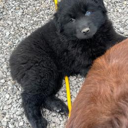 Wicked - Black female Australian Shepherd puppy in Whitwell, Tennessee from Owl Hollow Farm