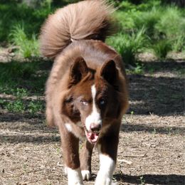 Reyna - Siberian Husky