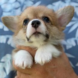 Irving Algiz Gebo - Fawn male Pembroke Welsh Corgi puppy in Hallandalle, Florida from Algiz Gebo