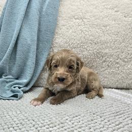 Marshall - Apricot male Cavapoo puppy in Floyd, Virginia from Hearts and Paws Poodles and Doodles