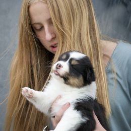 Australian Shepherd Puppies from HHK (Hot House Kennel)