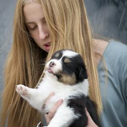 Australian Shepherd Puppies from HHK (Hot House Kennel)