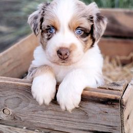 Australian Shepherd and Great Pyrenees Puppies from Naches Heights Ranch