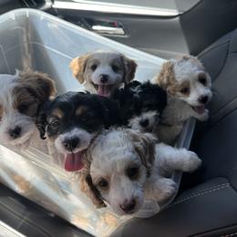 Cavapoo Puppies from Ibby Dibby doodles