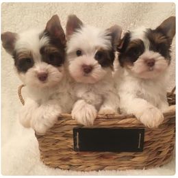 Yorkshire Terrier puppies from Enchanted Yorkies