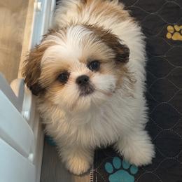 Kyrie - Gold and white male Shih Tzu puppy in Coolidge, Arizona from 🌗 New Moon Shih Tzu 🌗