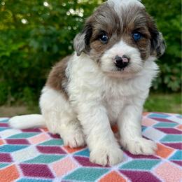 Boy 3 - Brown and white male Aussiedoodle puppy in Hillsboro, Illinois from Perfect Paws Puppies