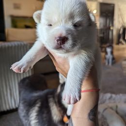 Pomsky Puppies from Valparaiso Pomskys