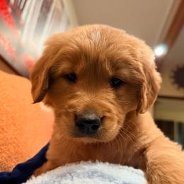 Blitzen (blue collar) - Dark golden male Golden Retriever puppy in Tenino, Washington from Oak River Goldens'