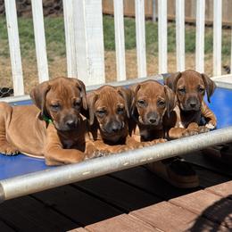 Rhodesian Ridgebacks from Reflection Rhodesian Ridgebacks