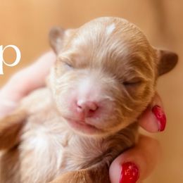 Snap - Apricot female Cavapoo puppy in Idaho Falls, Idaho from Freckle Paw Family