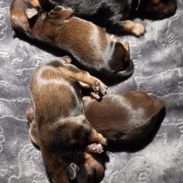 Yorkshire Terriers from Yorkies of Color