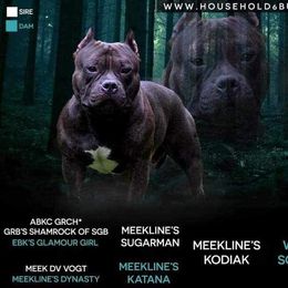 Sarge - American Bully