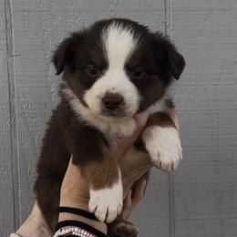 Toby - Red tri male Miniature Australian Shepherd puppy in North Lakeport, California from Wild Rose Ranch